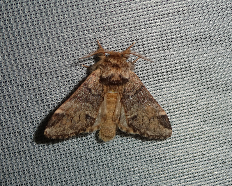 Drymonia dodonea - bélyeges púposszövő