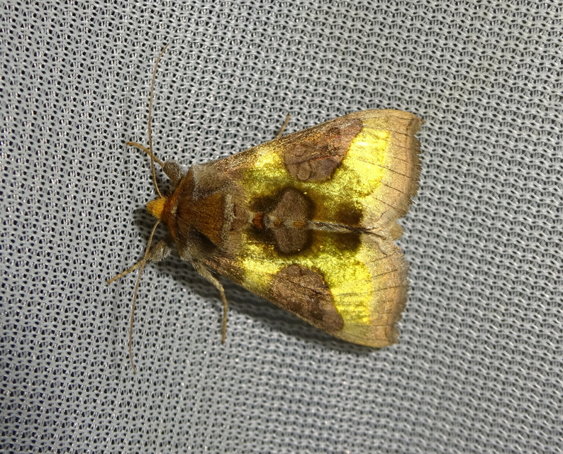 Diachrysia chrysitis - aranybagoly