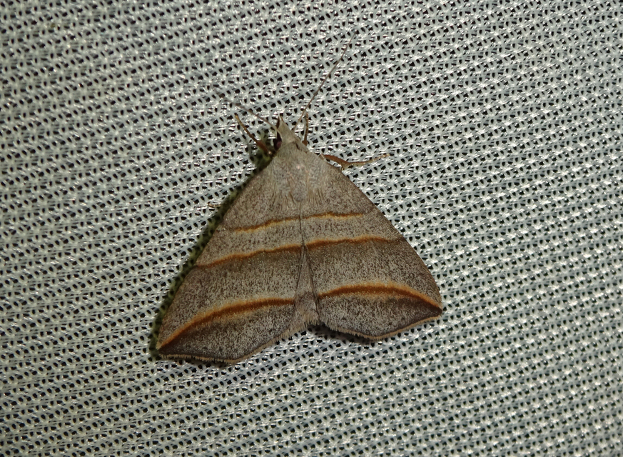Colobochyla salicalis - háromsávos törpebagoly