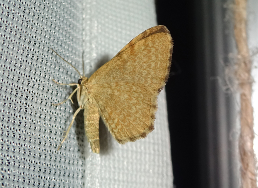 Euchoeca nebulata - barnás égeraraszoló