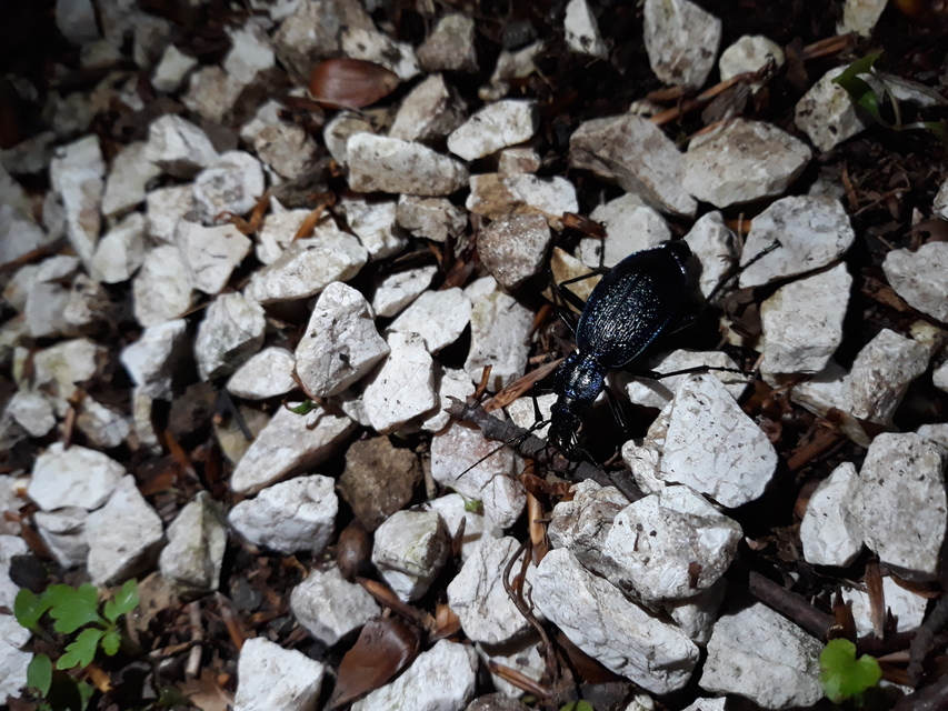 Carabus intricatus - kék laposfutrinka Carabus intricatus - kék laposfutrinka