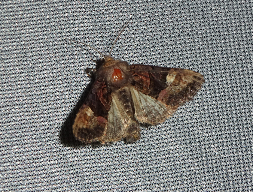 Euplexia lucipara - szeder-csipkésbagoly