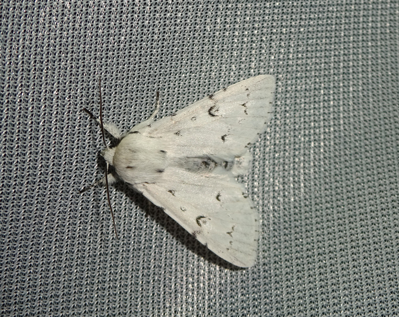Acronicta leporina - fehér szigonyosbagoly