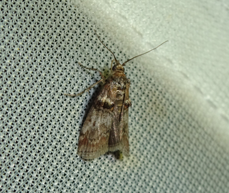Trachonitis cristella - bokorrágó karcsúmoly