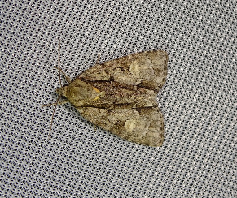 Acronicta strigosa - kis szigonyosbagoly