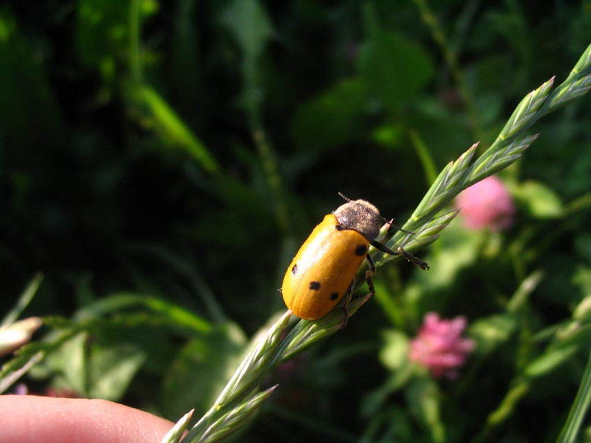 Lachnaia sexpunctata - szőrösnyakú zsákhordóbogár