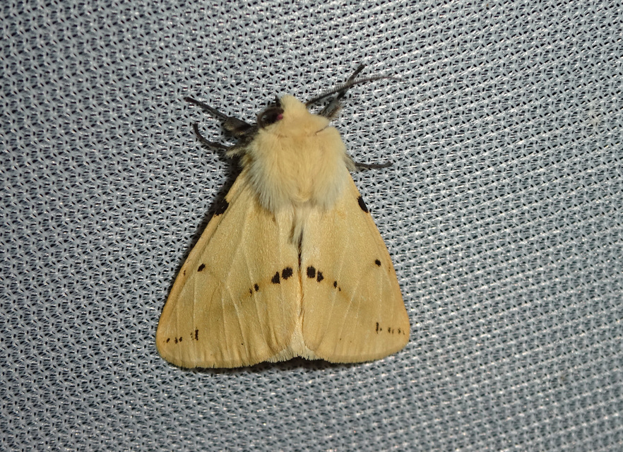 Spilarctia lutea - sárgás medvelepke