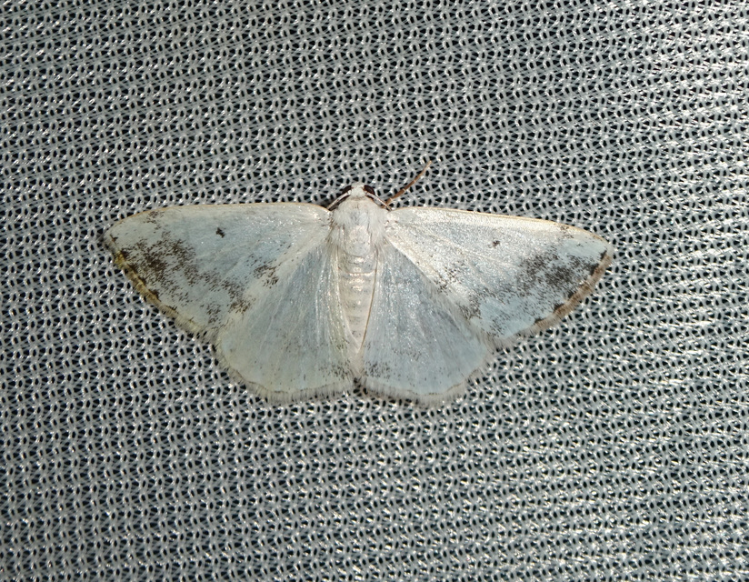 Lomographa temerata - foltos fehéraraszoló