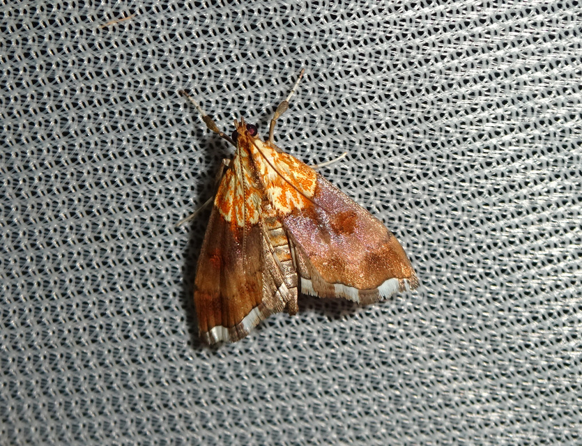 Agrotera nemoralis - ligeti tűzmoly