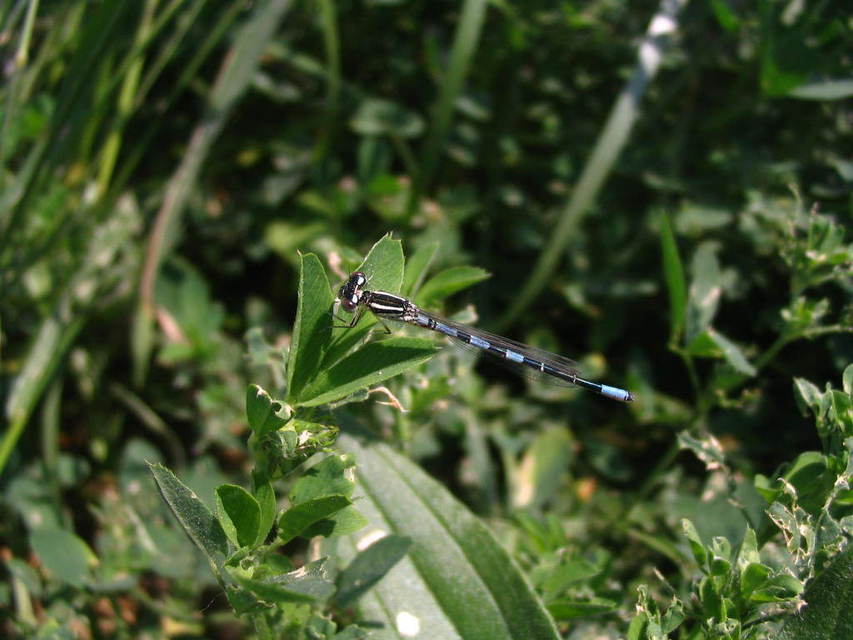 Coenagrion scitulum - mediterrán légivadász