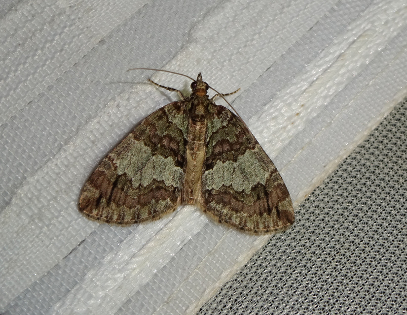 Hydriomena impluviata - égerfa-araszoló