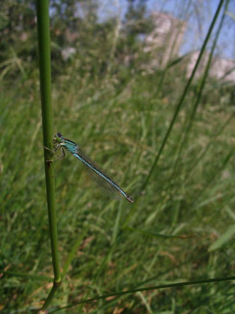 Ischnura pumilio - apró légivadász