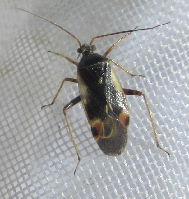 Polymerus Polymerus