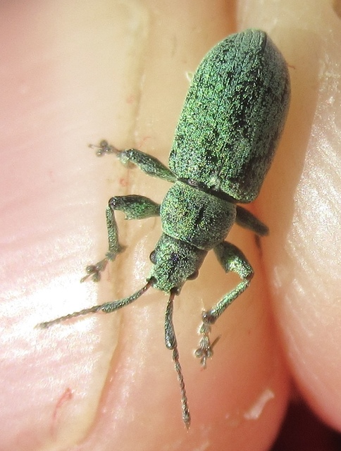 Phyllobius thalassinus - tömpeorrú levélormányos