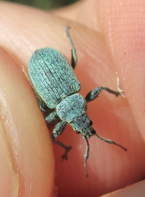 Phyllobius thalassinus - tömpeorrú levélormányos