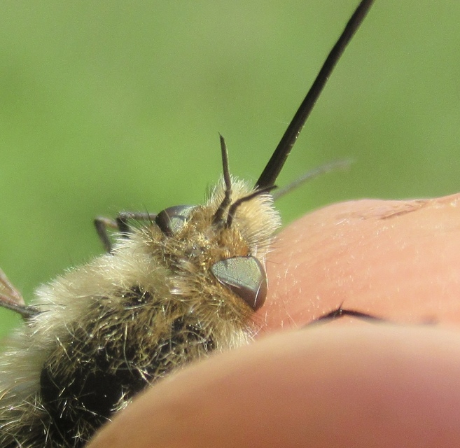 Bombylius venosus