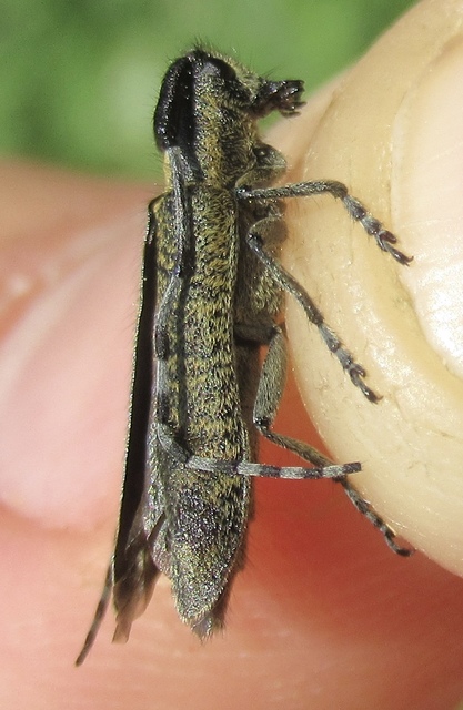 Agapanthia villosoviridescens - fehérgyűrűs bogáncscincér