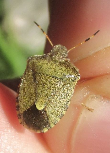 Peribalus strictus - tavaszi címerespoloska Peribalus strictus - tavaszi címerespoloska