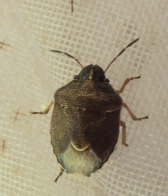Rubiconia intermedia - bronzos címerespoloska Rubiconia intermedia - bronzos címerespoloska