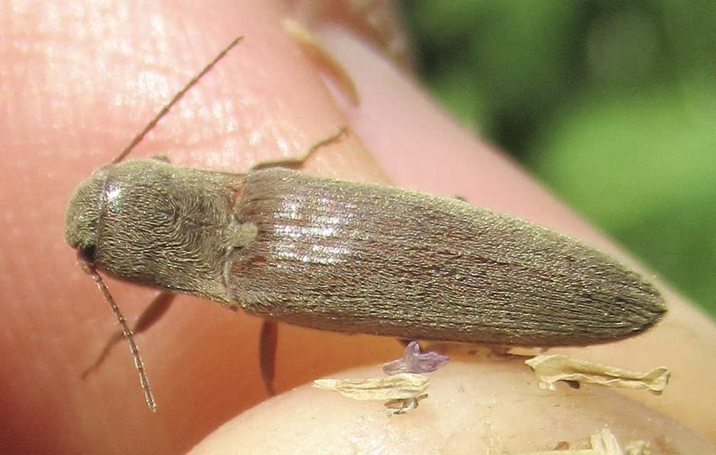 Synaptus filiformis - talpas pattanó