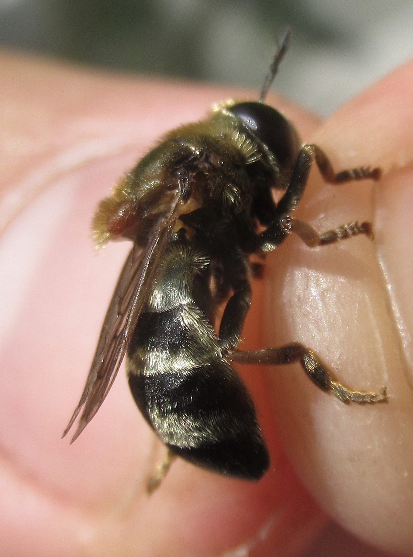Microdon mutabilis/myrmicae