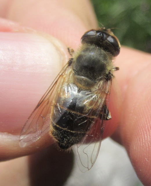 Eristalis tenax - közönséges herelégy