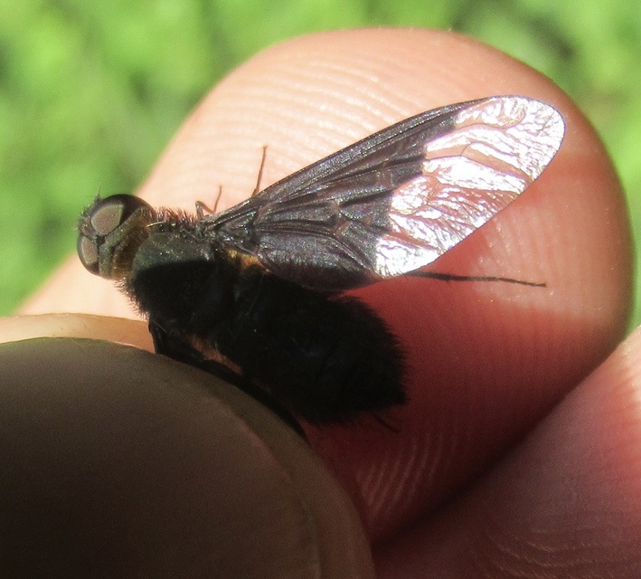Hemipenthes morio - közönséges gyászlégy