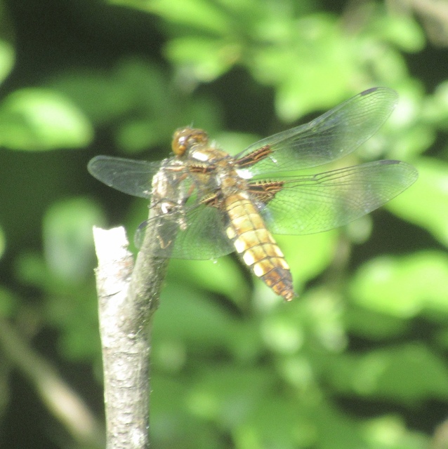 Libellula depressa - széles laposacsa