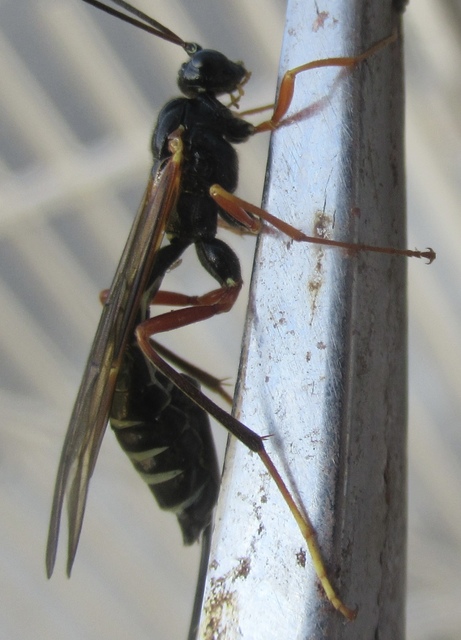 Coleocentrus excitator