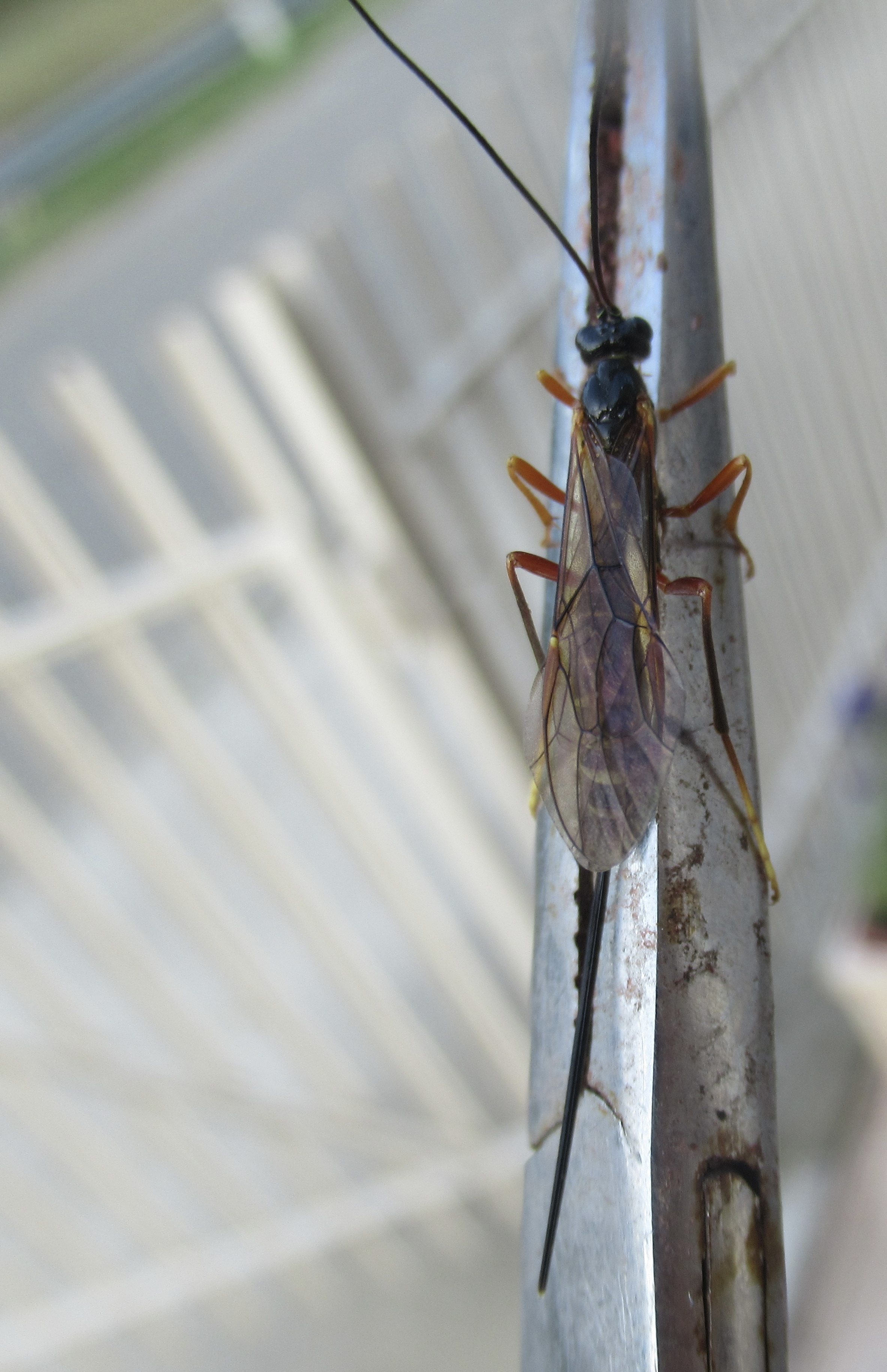 Coleocentrus excitator