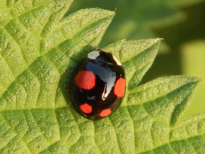 Harmonia axyridis - harlekinkatica