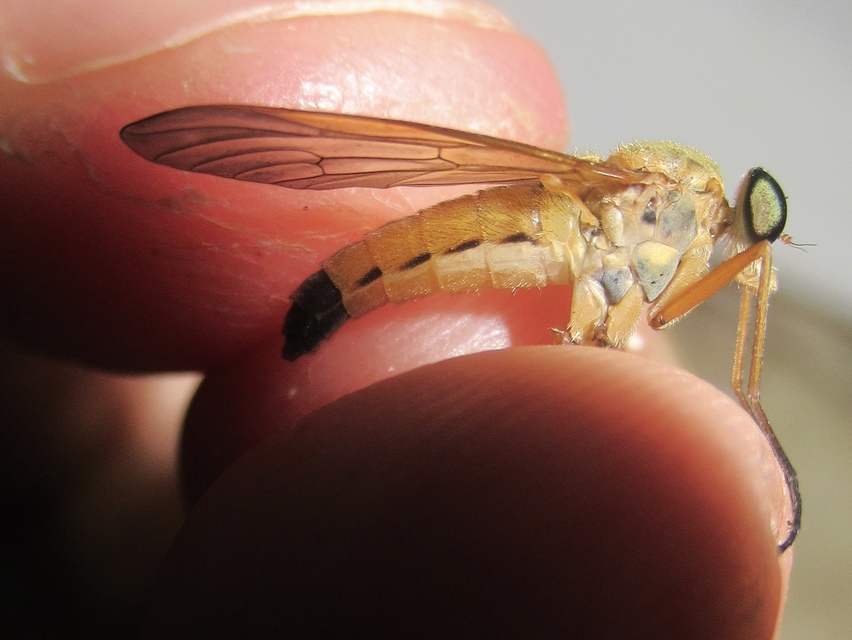 Rhagio tringarius - közönséges kószalégy