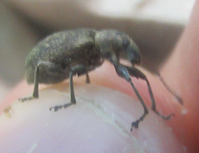 Phyllobius pomaceus - csalán-levélormányos