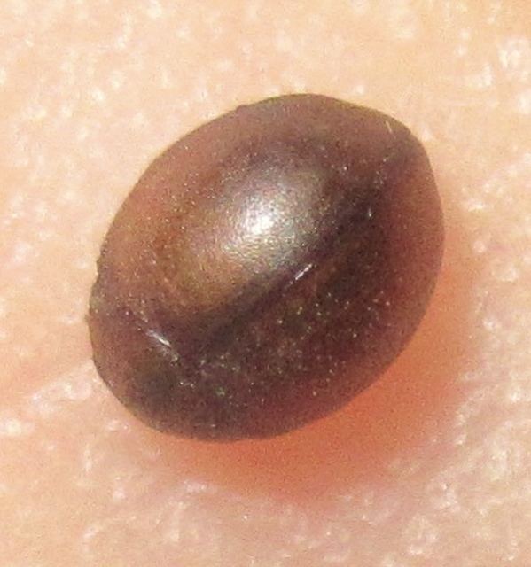 Cynegetis impunctata - pázsitfűböde