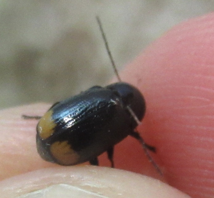Cryptocephalus biguttatus