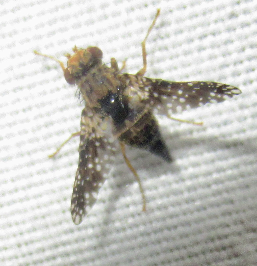 Dithryca guttularis