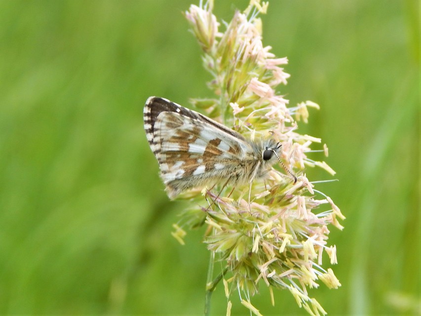 Pyrgus armoricanus - feles busalepke