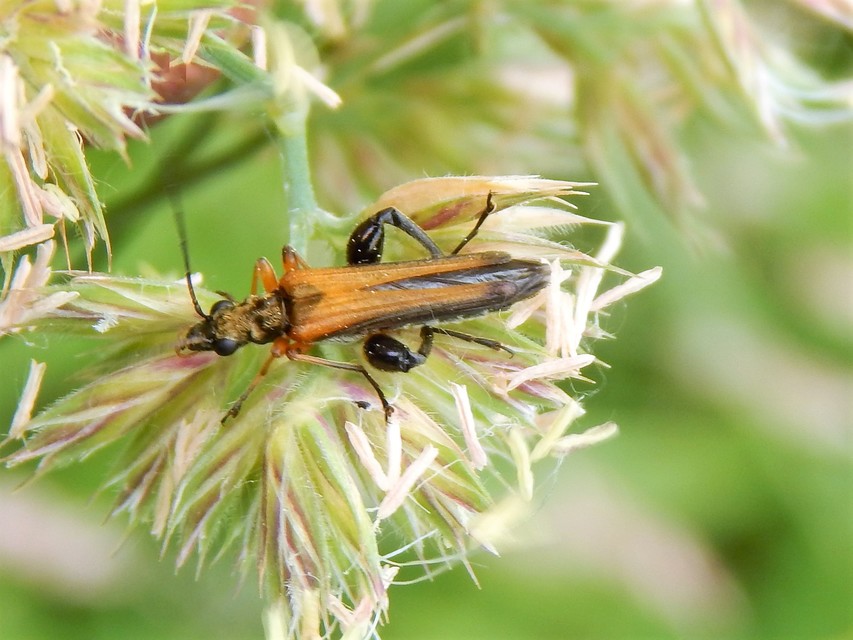 Oedemera podagrariae - székfű-álcincér