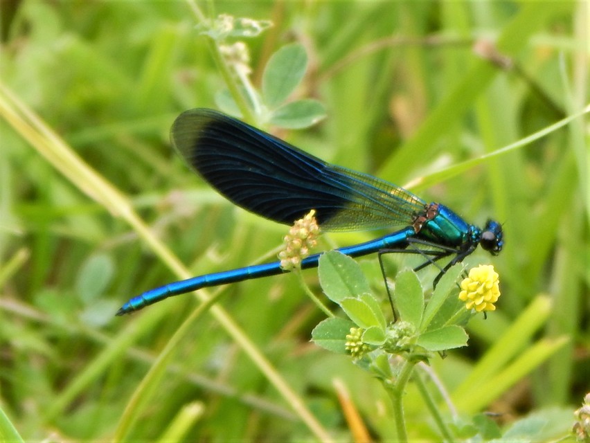 Calopteryx splendens - sávos szitakötő