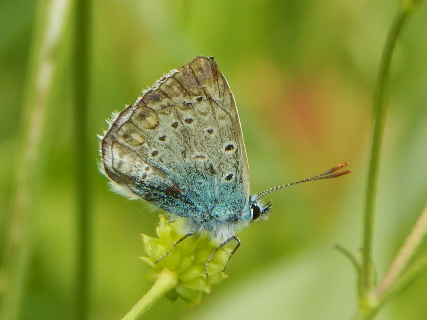 Polyommatus icarus - közönséges boglárka