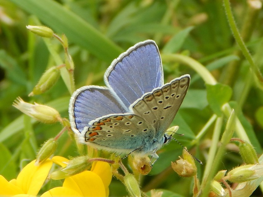 Polyommatus icarus - közönséges boglárka