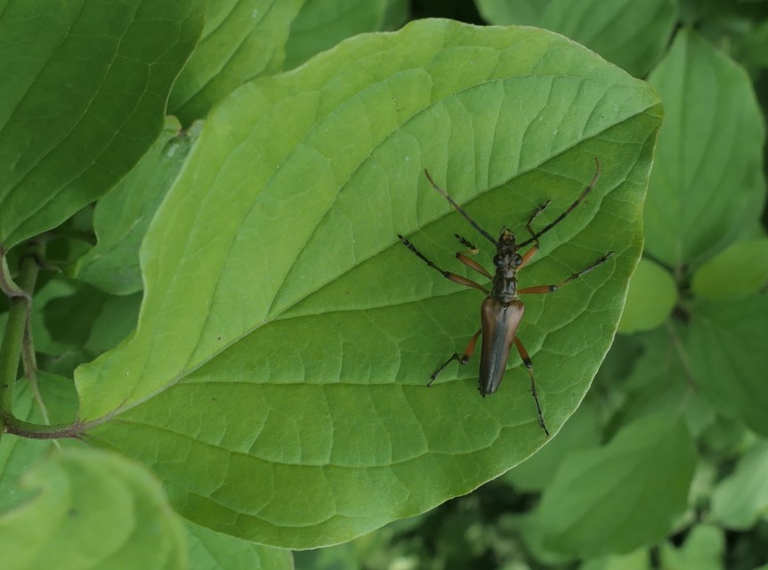 Stenocorus meridianus - fűz-gyökércincér