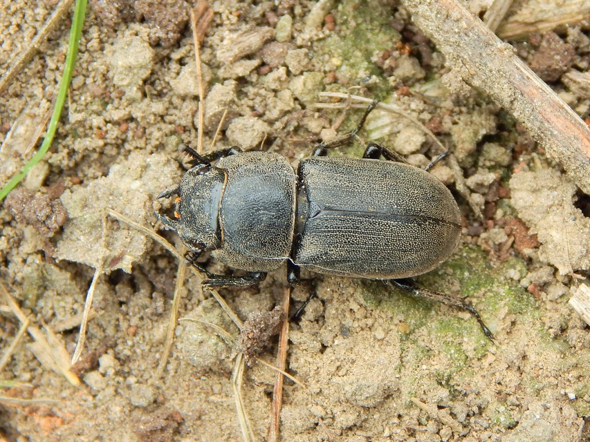 Dorcus parallelipipedus - kis szarvasbogár