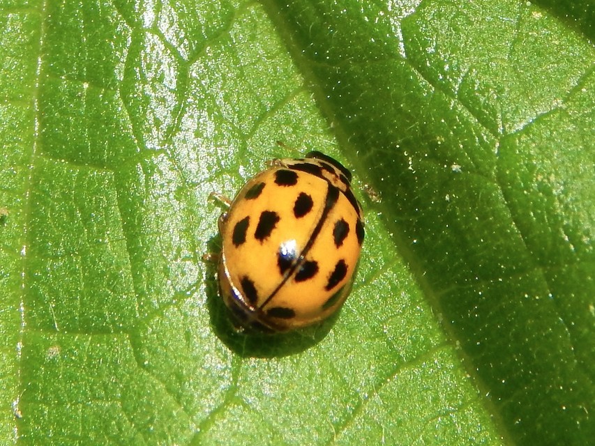 Propylea quatuordecimpunctata - tizennégypettyes füsskata