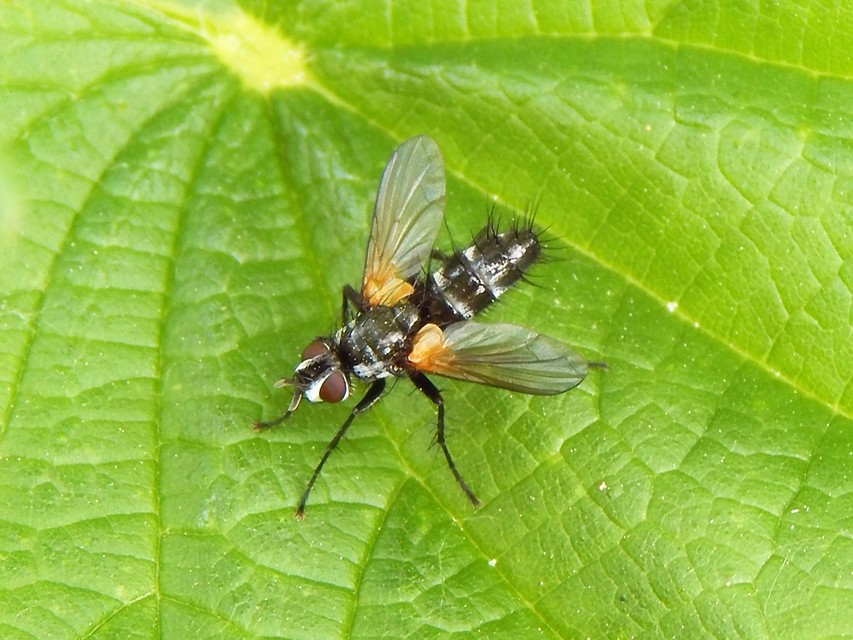 Diptera - Kétszárnyúak