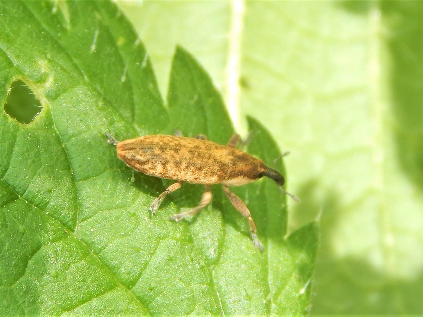 Lixus
