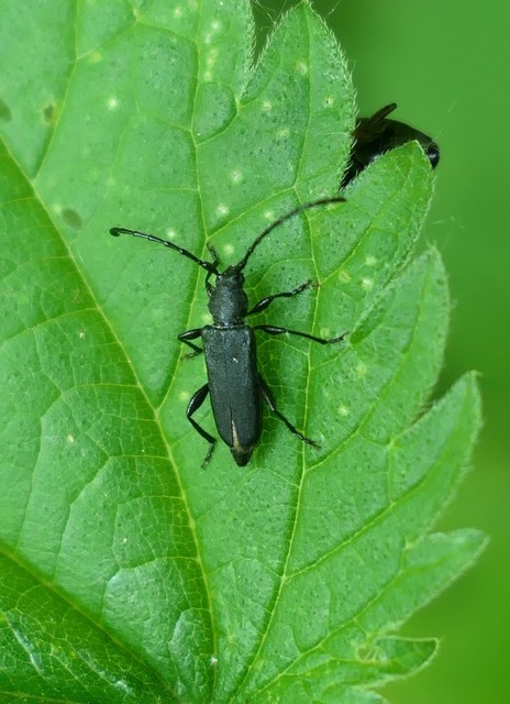 Ropalopus macropus - kis facincér Ropalopus macropus - kis facincér