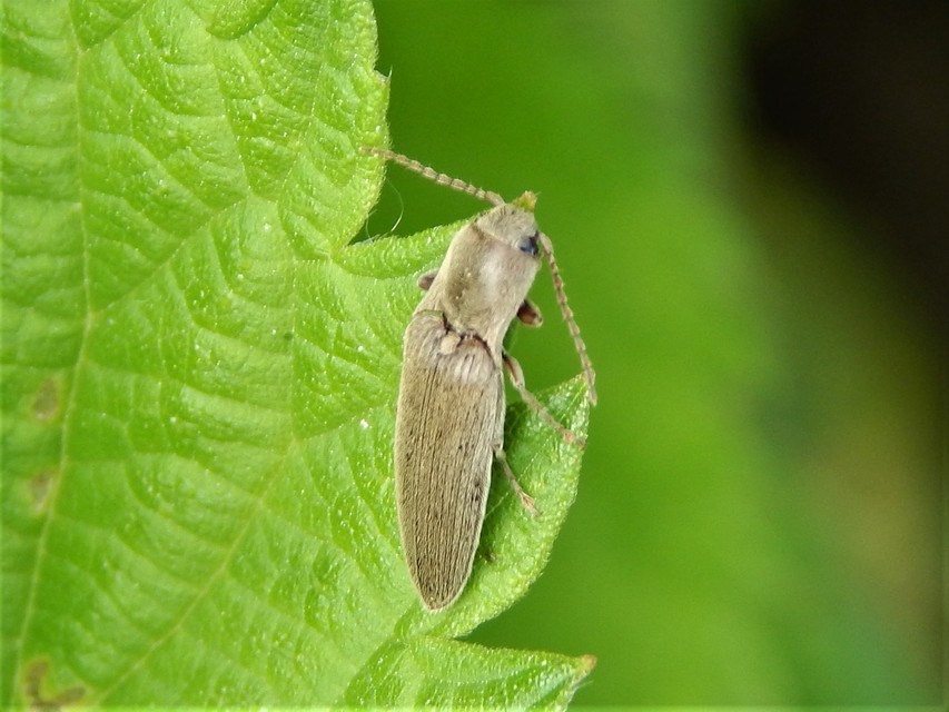 Synaptus filiformis - talpas pattanó
