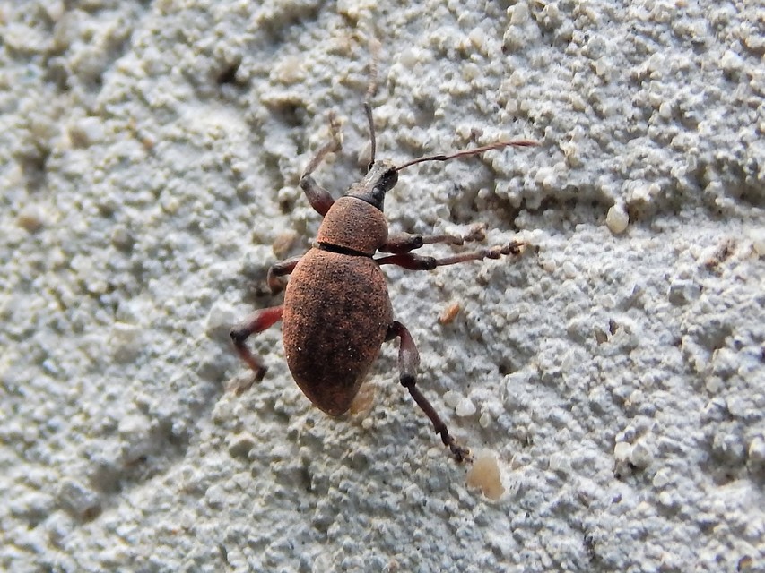 Dodecastichus mastix - lécesorrú gyalogormányos