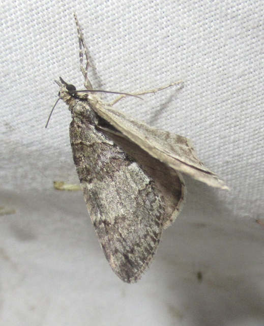 Hydriomena impluviata - égerfa-araszoló